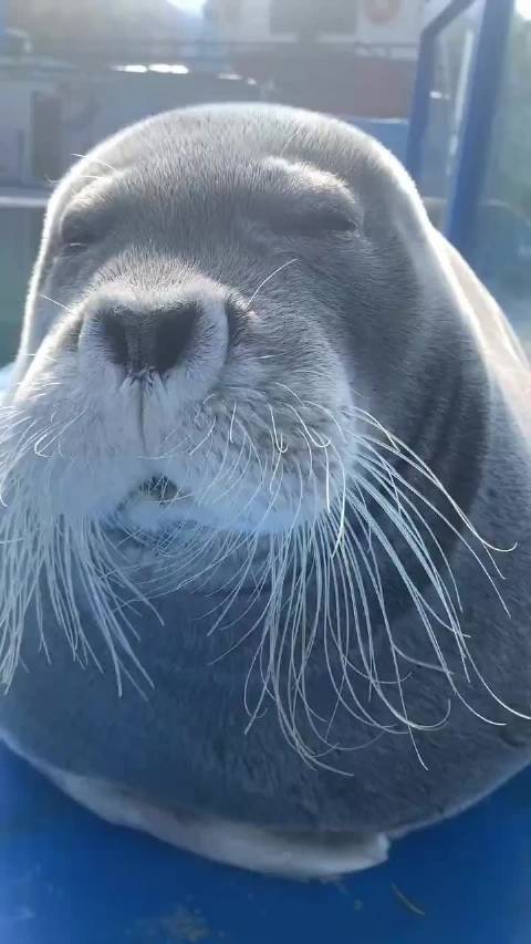 超级毛茸茸海豹引网友惊叹