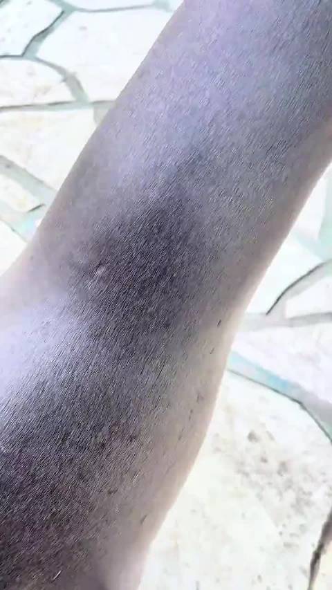 这些可爱的动物你最想撸哪个 ‖动物 ‖保护动物 ‖海狮