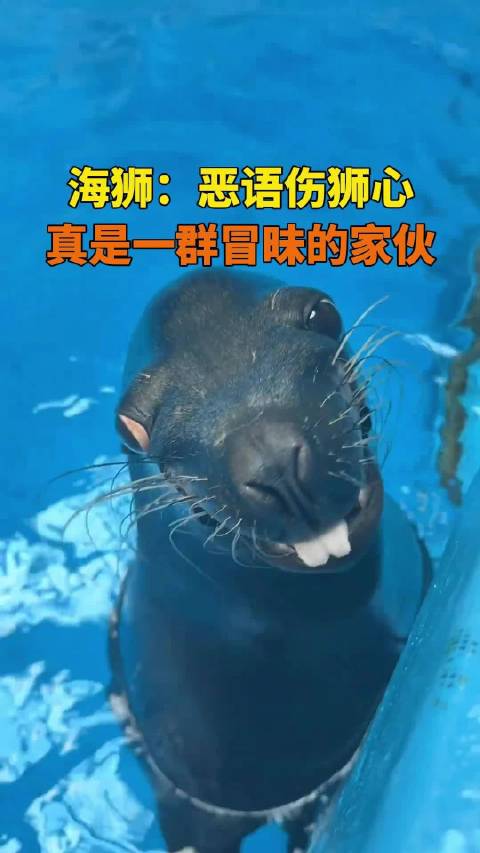 海狮：真是一群冒昧的家伙