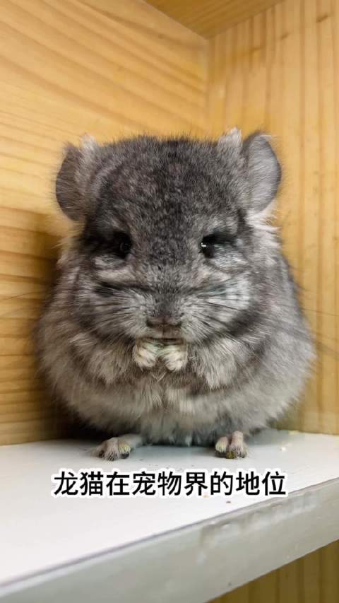 龙猫身上没有跳骚等寄生虫，不用驱虫