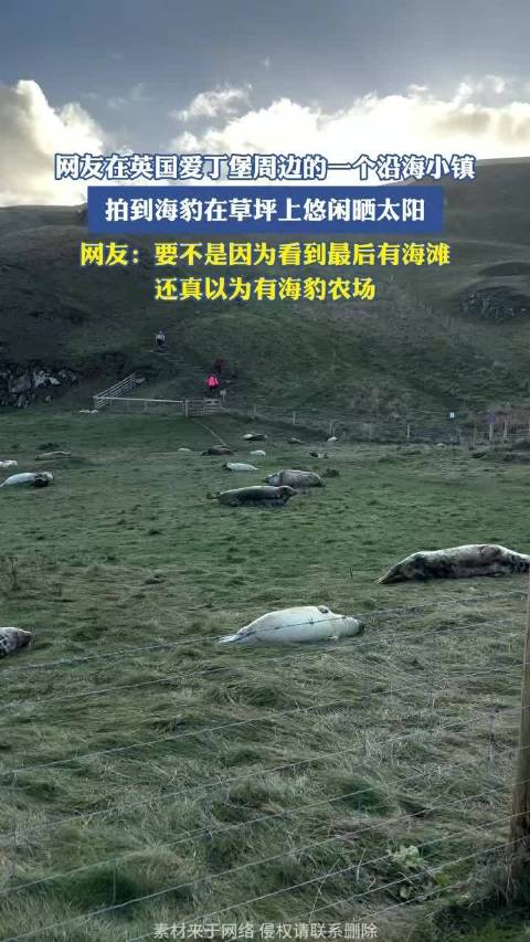 网友在英国爱丁堡的一个沿海小镇，拍到海豹在草坪上悠闲晒太阳