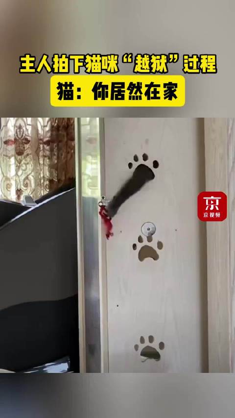 主人拍下猫咪“越狱”过程，猫：你居然在家