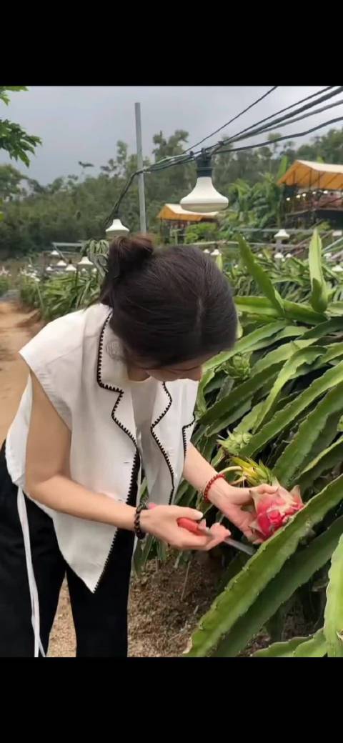 曾黎徒手摘火龙果被扎到了，全网心疼