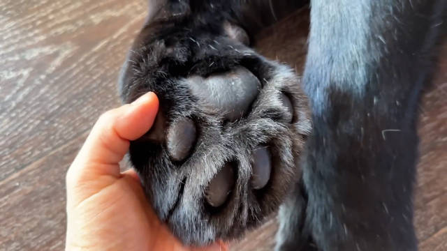 零下30度！俄罗斯小黑豹的爪子受得了吗