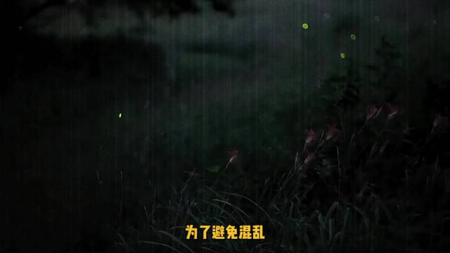 当森林亮起万点星光，那不是魔法，而是萤火虫的爱情密码