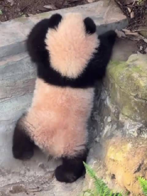 小月亮自律学习越狱走员工通道听懂奶爸话