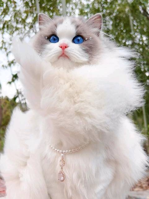 布偶猫自带贵族气质不戴王冠也封神