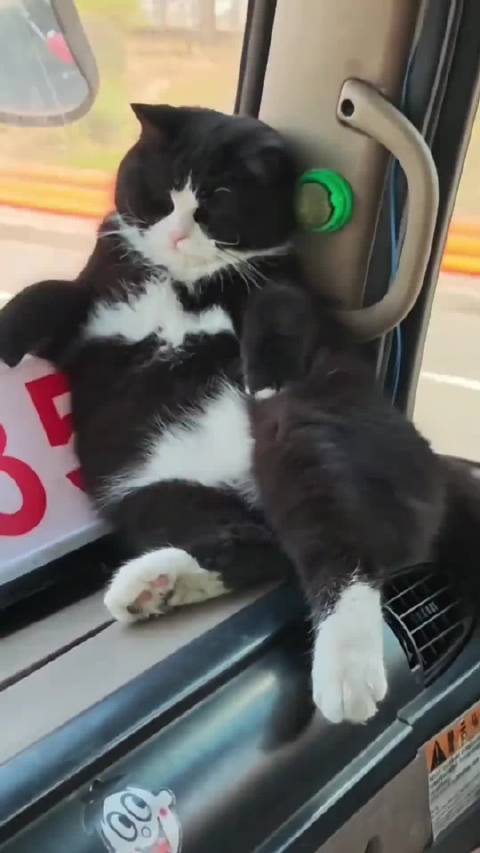 跟着主人一起跑车的猫咪，肚子DuangDuang的