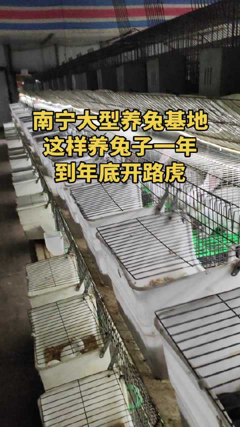 大型养兔基地，养一年兔子，年底可以开路虎了专业养兔子 种兔