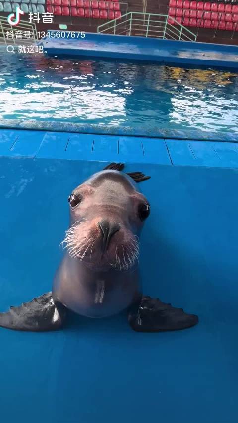 上的海狮每天变着法子逗笑我