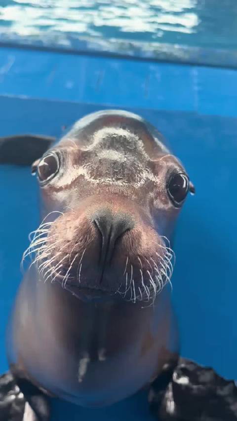 每天打开手机都能解锁海狮新姿势