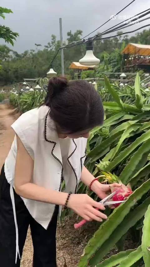 曾黎采摘火龙果被扎手仍乐享田园