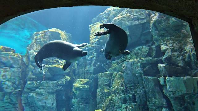 以防你没见过海豹打架 像两颗QQ糖在互殴