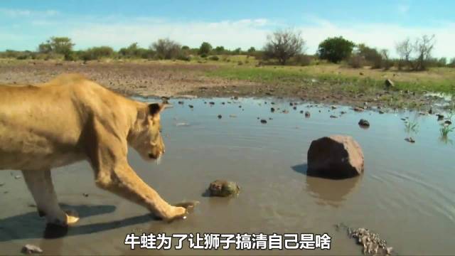 牛蛙作死咬母狮，后果超级搞笑，动物世界版无厘头