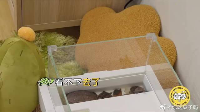 难怪袁弘会娶张歆艺，婚后生活AA制，各花各的钱