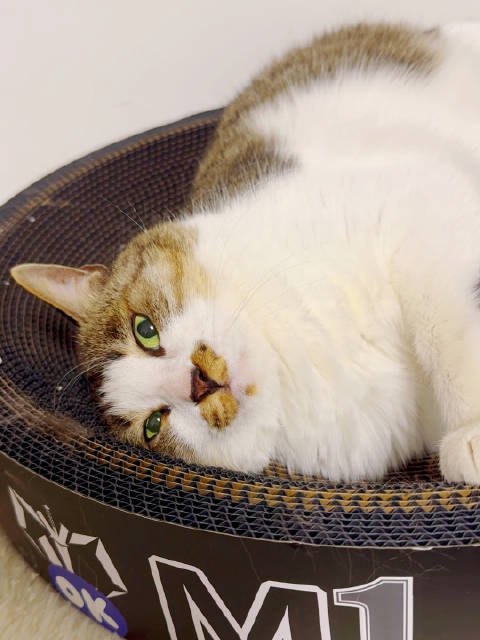 阿杜攻击行为引关注，主人用袖子防护避免受伤