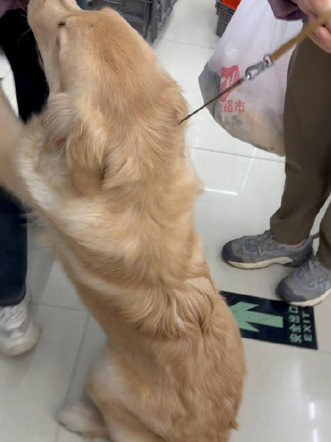 之前上班的小金毛路虎长的好大了 它三个月的时候我还和它玩 现在好大