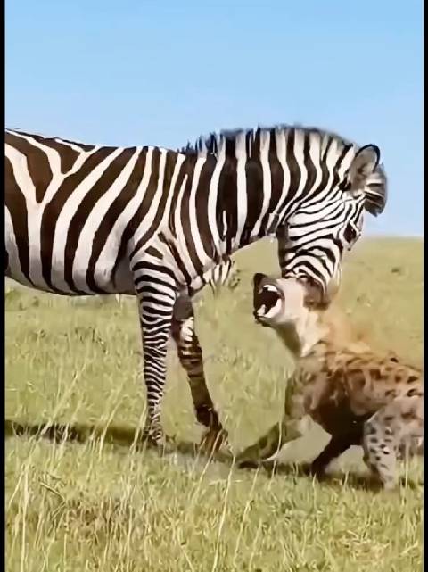 斑马反击鬣狗，强者为王！野生动物的力量让人震撼！ 动物世界
