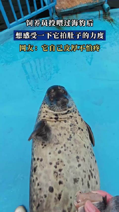 饲养员投喂过海豹后，想感受一下它拍肚子的力度！