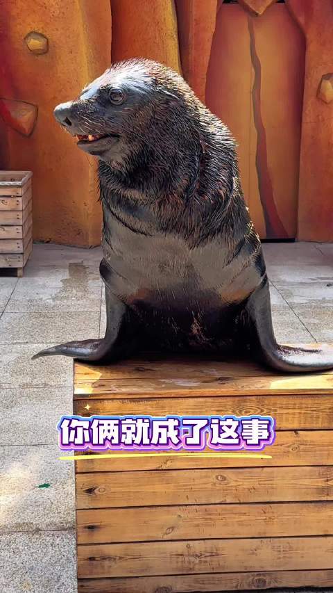 姨姨们 你们说杰瑞相亲还有机会吗沈阳神奇动物