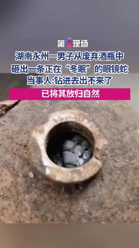 “好奇就摔出来看一下！”男子酒瓶中砸出眼镜蛇徒手抓起