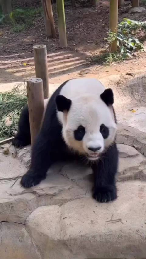 大熊猫隆仔撒娇讨零食，奶爸被萌翻