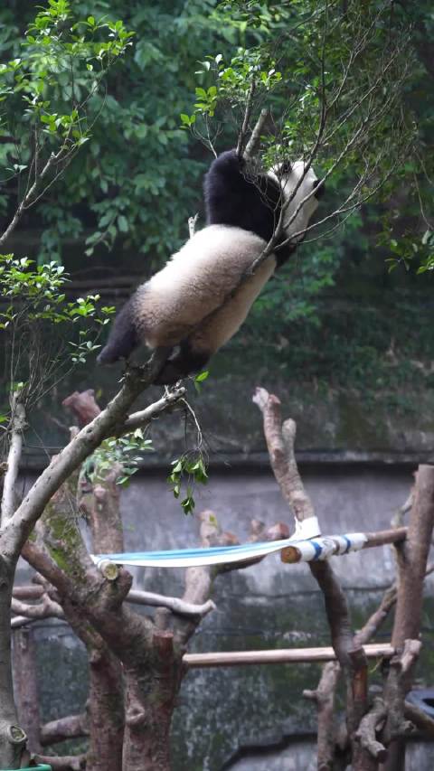 不愧是功夫熊猫，渝爱对自己的体重信心十足，这树枝总有一天会断掉