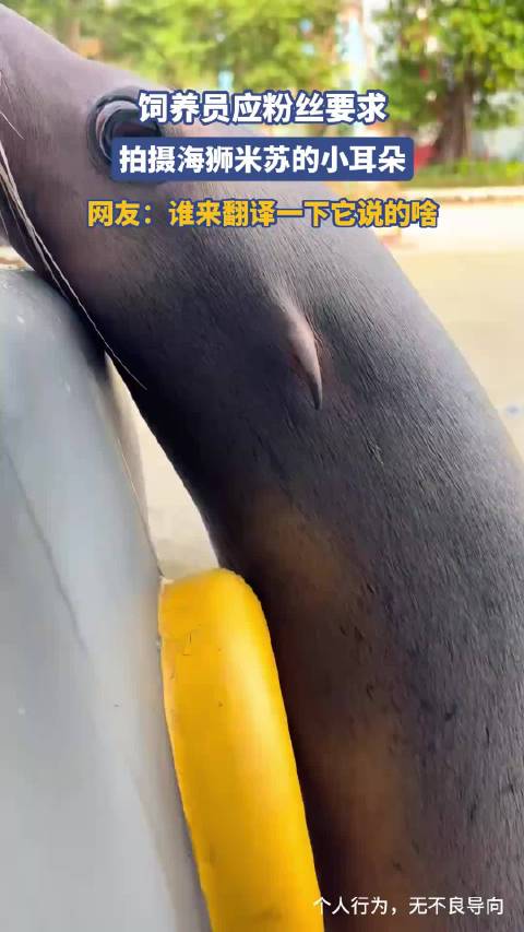 饲养员应粉丝要求，拍摄海狮米苏的小耳朵