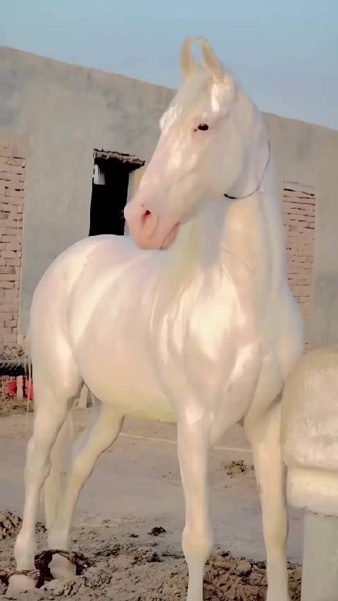 10种宝马价格盘点，汗血宝马1.5亿、法拉贝拉马3.8万