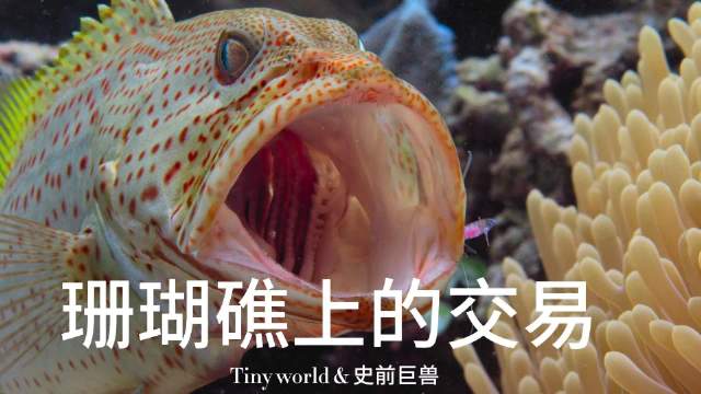 透明海葵虾以水晶之躯演绎共生智慧