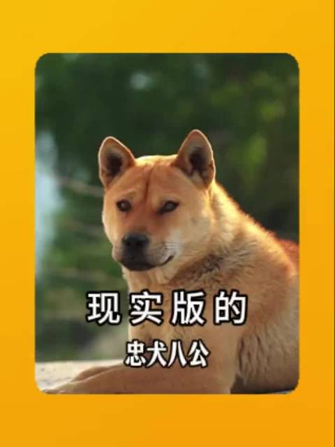 现实版忠犬八公：大黄海边苦等主人365天，背后故事令人泪目