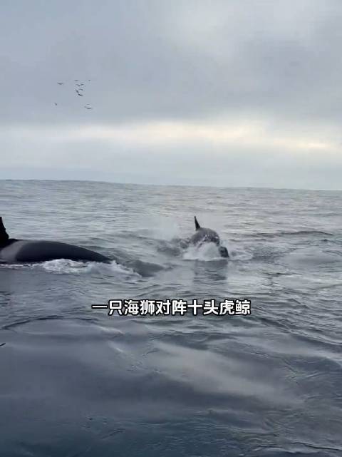 虎鲸围攻船下海狮未果，网友移船后捕猎变嬉戏