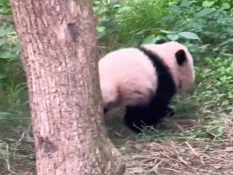 熊猫小月亮：4个月就解锁“越狱”“爬树”技能，这幼崽也太嚣张了吧！