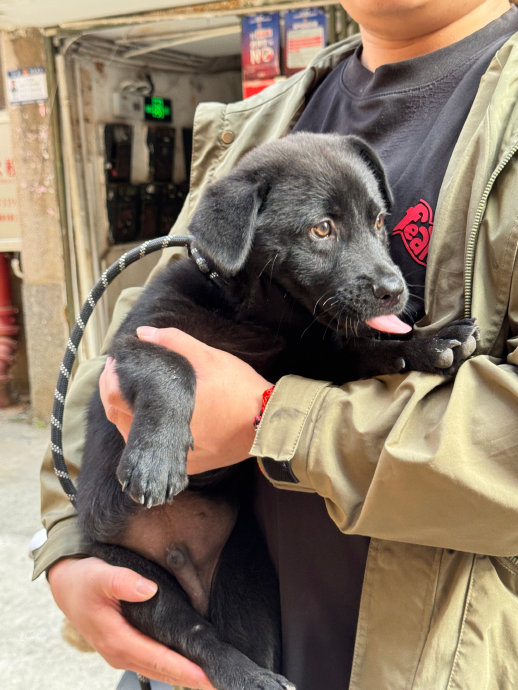 记录黑豹到家的第一天 活力满满 把老母亲牵起到处跑