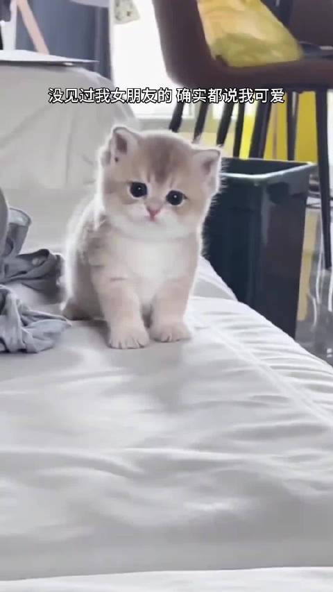 海豹:没见过我女朋友的也都说我可爱！