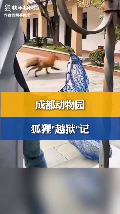 分享一个作品给你 @四川手机报 成都 狐狸 越狱