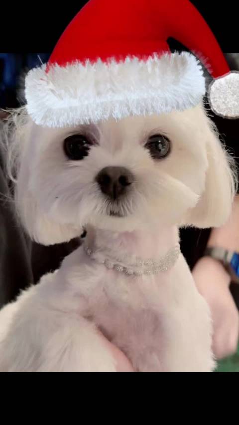 投送一只圣诞节的小法 萌萌哒和他的主人一样呢@周翊然Tz @我真只想开车啊啊啊