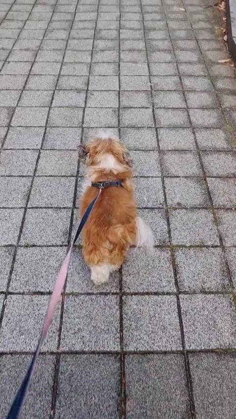 绝食老狗康复食欲大增，代步车弃用奔跑如常