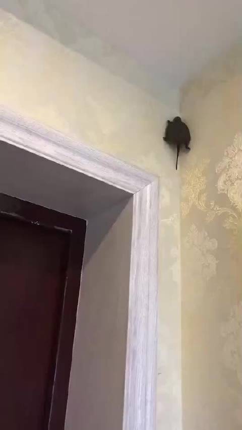 越狱找了几个小时 结果抬头一看在天花板上越狱