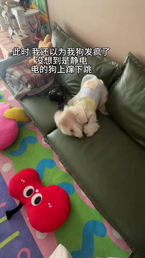 狗狗看似疯了实则是没招了