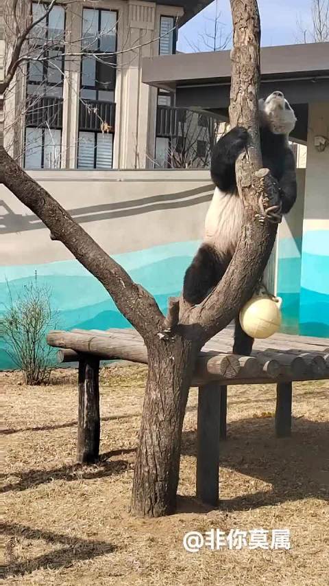 绝对是功夫熊猫原型 来源：非你莫属