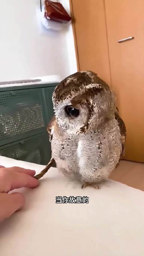如果你不小心拔掉猫头鹰的羽毛？动物世界