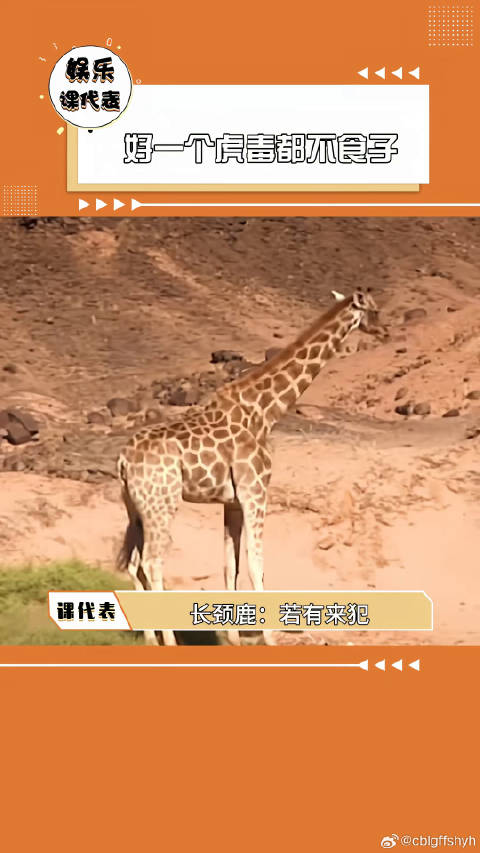 第一次在狮子脸上看到了懵逼的表情狮子 万万没想到