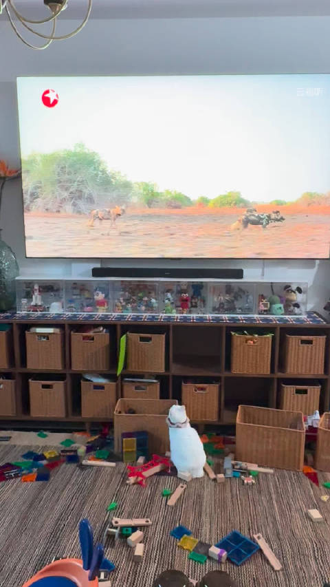 猫咪换电视后对动物画面产生兴趣，唯独惧怕大象