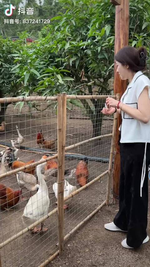 摘火龙果听到的鸡鸣