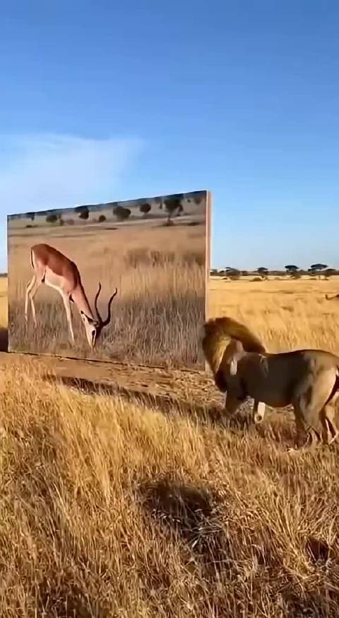 马赛马拉狮子的愚蠢