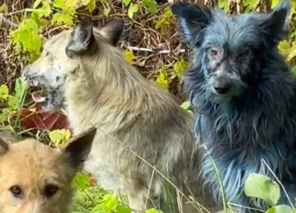 切尔诺贝利核电站“蓝色野狗”之谜揭晓，这些狗已变异出新的超能力，对辐射等具有免疫力