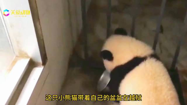 大熊猫妍慧：带盆“越狱”记，吃货的倔强与智慧