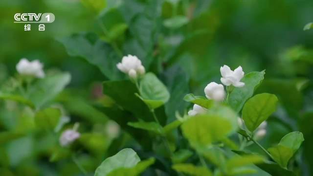 福州茉莉花茶香满城，融入生活点滴