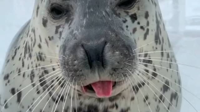 居然还会吐舌头扮鬼脸！是在挑拨我吗？